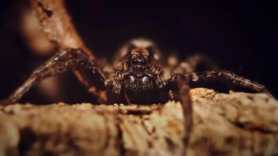 Spider — Pest Control