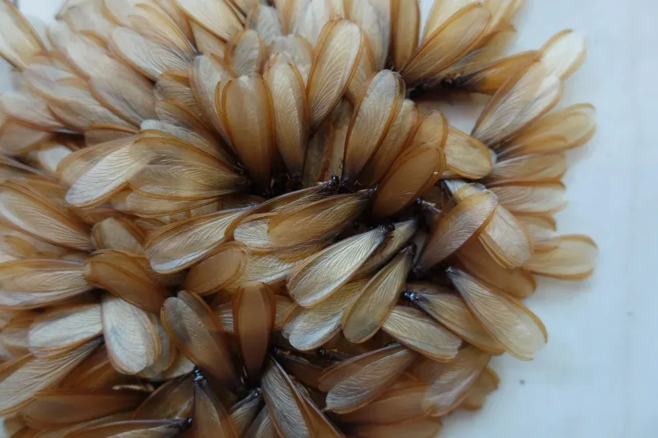 Termite Swarmers — Pest Control