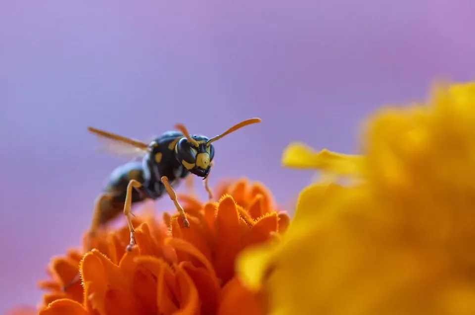 Wasp — Pest Control